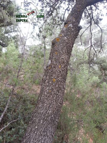Carrascas, robles quejidos y cipreses de la zona entre el Collado Pilón y la Casa Forestal del Barranco de Enmedio en Sierra Espuña - 36