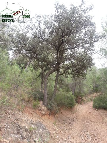 Carrascas, robles quejidos y cipreses de la zona entre el Collado Pilón y la Casa Forestal del Barranco de Enmedio en Sierra Espuña - 38