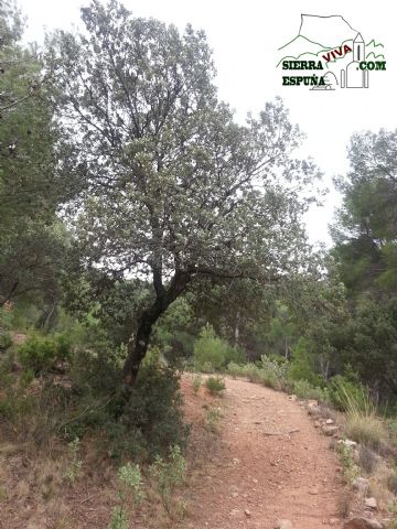 Carrascas, robles quejidos y cipreses de la zona entre el Collado Pilón y la Casa Forestal del Barranco de Enmedio en Sierra Espuña - 39