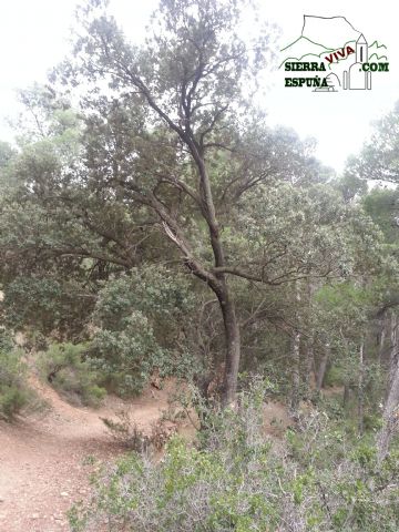 Carrascas, robles quejidos y cipreses de la zona entre el Collado Pilón y la Casa Forestal del Barranco de Enmedio en Sierra Espuña - 40