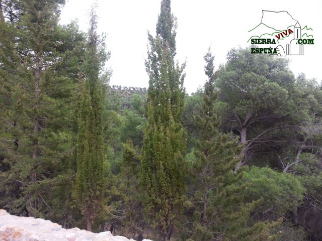 Carrascas, robles quejidos y cipreses de la zona entre el Collado Pilón y la Casa Forestal del Barranco de Enmedio en Sierra Espuña - 41