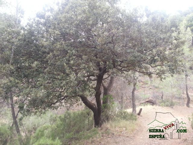 Carrascas, robles quejidos y cipreses de la zona entre el Collado Pilón y la Casa Forestal del Barranco de Enmedio en Sierra Espuña - 42