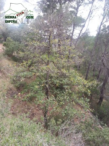 Carrascas, robles quejidos y cipreses de la zona entre el Collado Pilón y la Casa Forestal del Barranco de Enmedio en Sierra Espuña - 43
