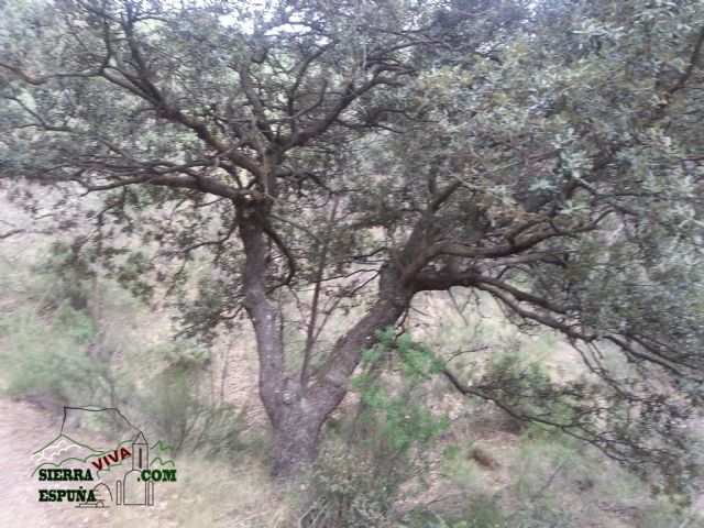 Carrascas, robles quejidos y cipreses de la zona entre el Collado Pilón y la Casa Forestal del Barranco de Enmedio en Sierra Espuña - 44