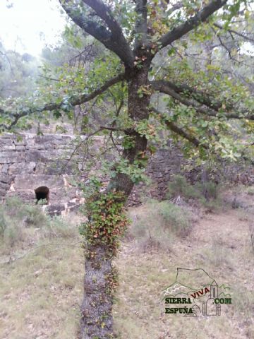 Carrascas, robles quejidos y cipreses de la zona entre el Collado Pilón y la Casa Forestal del Barranco de Enmedio en Sierra Espuña - 45