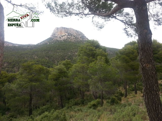 Carrascas, robles quejidos y cipreses de la zona entre el Collado Pilón y la Casa Forestal del Barranco de Enmedio en Sierra Espuña - 46