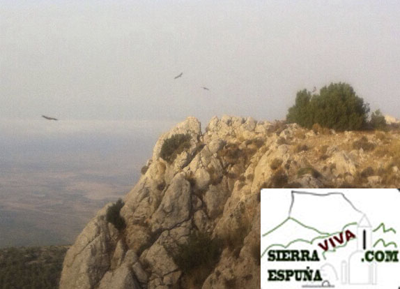 fotos de buitres volando en Sierra Espuña - 2