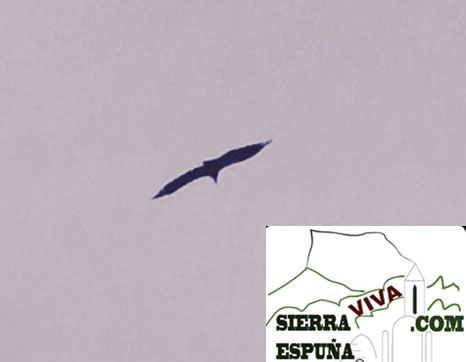 fotos de buitres volando en Sierra Espuña - 3