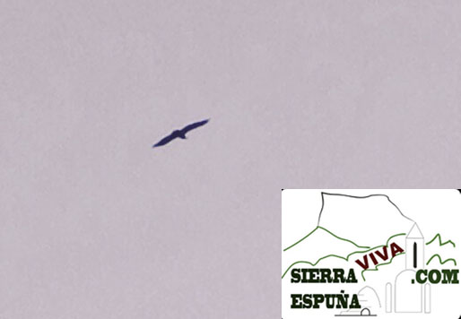 fotos de buitres volando en Sierra Espuña - 4