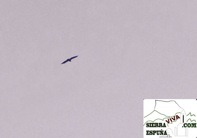 fotos de buitres volando en Sierra Espuña - 5