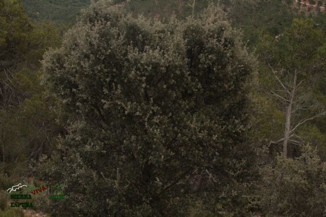 Paisaje y carrascas en Collado Bermejo y Peña Apartada en Sierra Espuña - 5