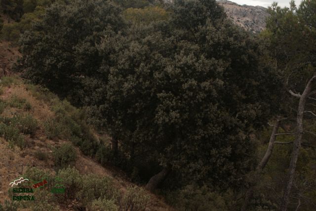 Paisaje y carrascas en Collado Bermejo y Peña Apartada en Sierra Espuña - 6