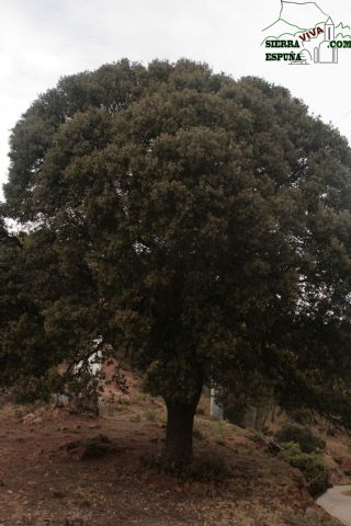 Paisaje y carrascas en Collado Bermejo y Peña Apartada en Sierra Espuña - 8