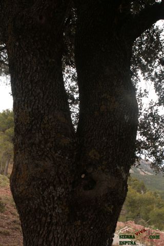 Paisaje y carrascas en Collado Bermejo y Peña Apartada en Sierra Espuña - 11