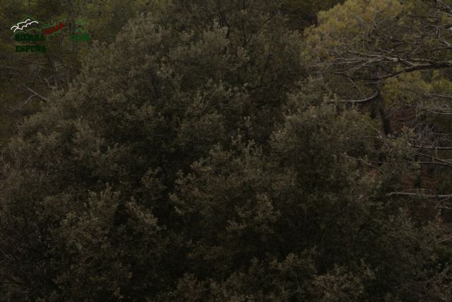 Paisaje y carrascas en Collado Bermejo y Peña Apartada en Sierra Espuña - 13