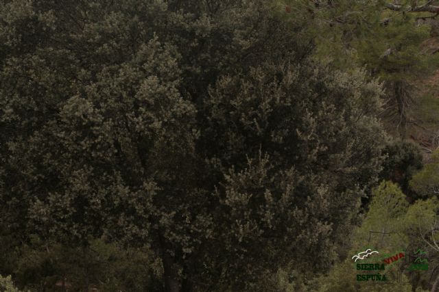 Paisaje y carrascas en Collado Bermejo y Peña Apartada en Sierra Espuña - 14