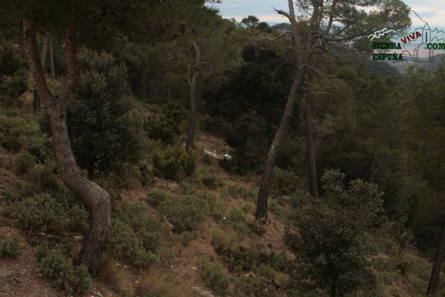 Paisaje y carrascas en Collado Bermejo y Peña Apartada en Sierra Espuña - 15