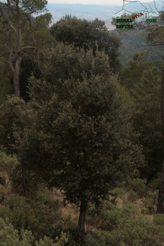 Paisaje y carrascas en Collado Bermejo y Peña Apartada en Sierra Espuña - 16