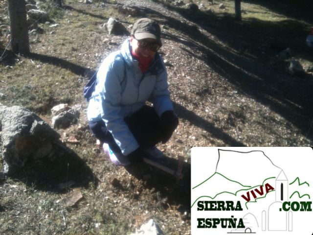 Repoblación de encinas en Sierra Espuña organizado por el club senderista de totana - 1