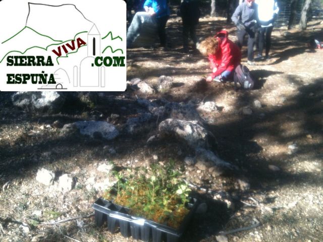 Repoblación de encinas en Sierra Espuña organizado por el club senderista de totana - 4