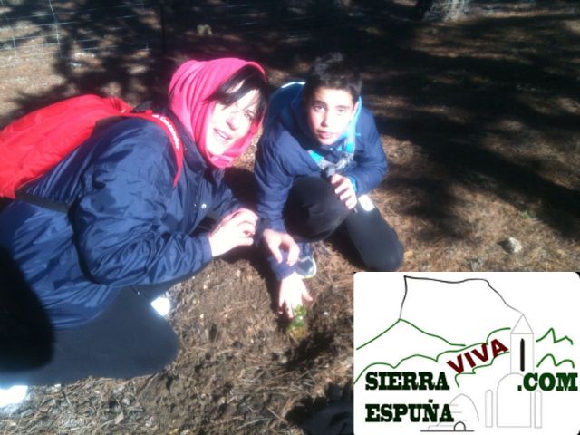 Repoblación de encinas en Sierra Espuña organizado por el club senderista de totana - 9