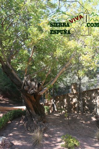 Reportaje alrededores de La Santa (Sierra Espuña) - 25
