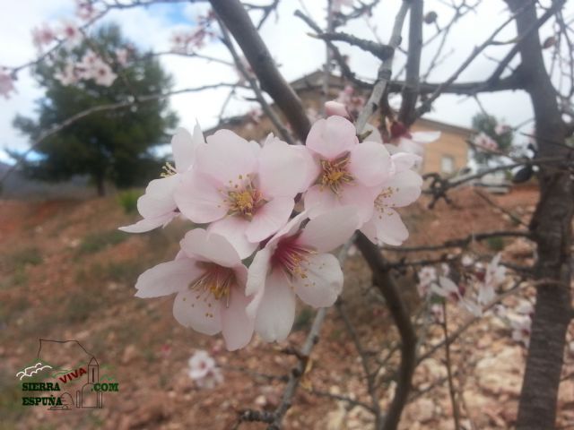 Reportaje sobre los almendros en flor en Sierra Espuña - 1