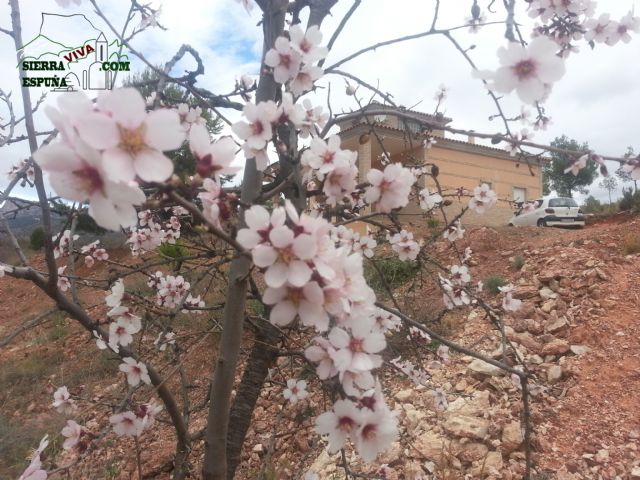 Reportaje sobre los almendros en flor en Sierra Espuña - 2