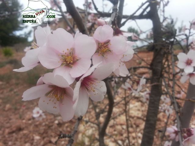 Reportaje sobre los almendros en flor en Sierra Espuña - 3