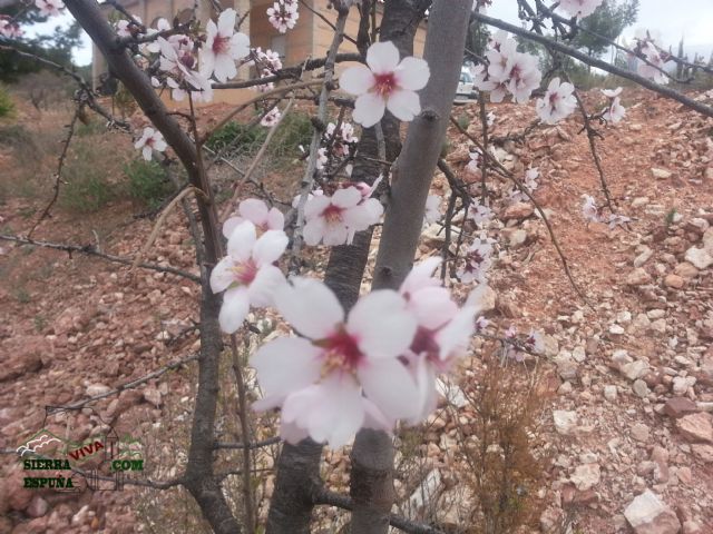 Reportaje sobre los almendros en flor en Sierra Espuña - 4