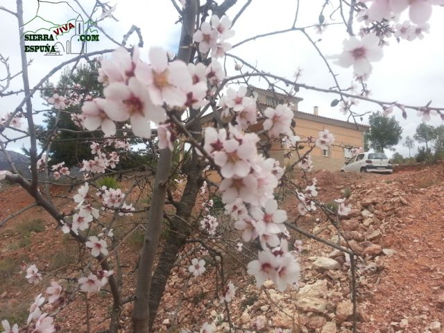 Reportaje sobre los almendros en flor en Sierra Espuña - 5