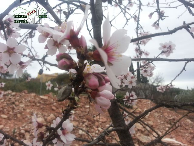 Reportaje sobre los almendros en flor en Sierra Espuña - 6