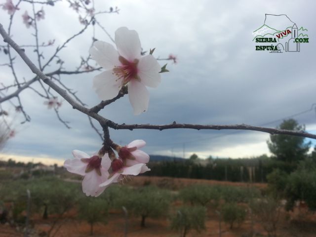Reportaje sobre los almendros en flor en Sierra Espuña - 7
