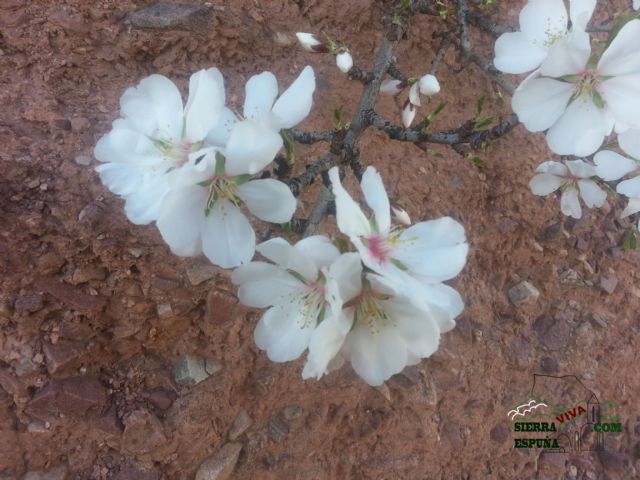 Reportaje sobre los almendros en flor en Sierra Espuña - 8