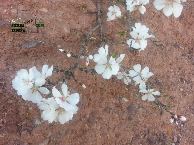 Reportaje sobre los almendros en flor en Sierra Espuña - 9