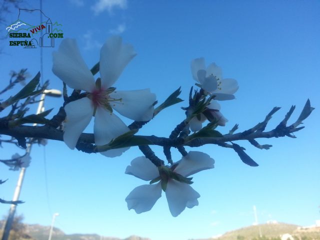 Reportaje sobre los almendros en flor en Sierra Espuña - 10