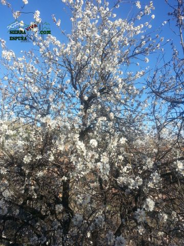 Reportaje sobre los almendros en flor en Sierra Espuña - 11