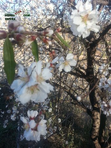 Reportaje sobre los almendros en flor en Sierra Espuña - 12