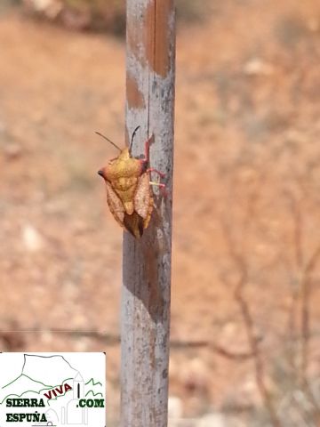 Reportajes de insectos y reptiles de Sierra Espuña - 1