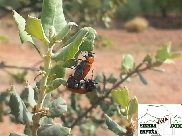 Reportajes de insectos y reptiles de Sierra Espuña - 2