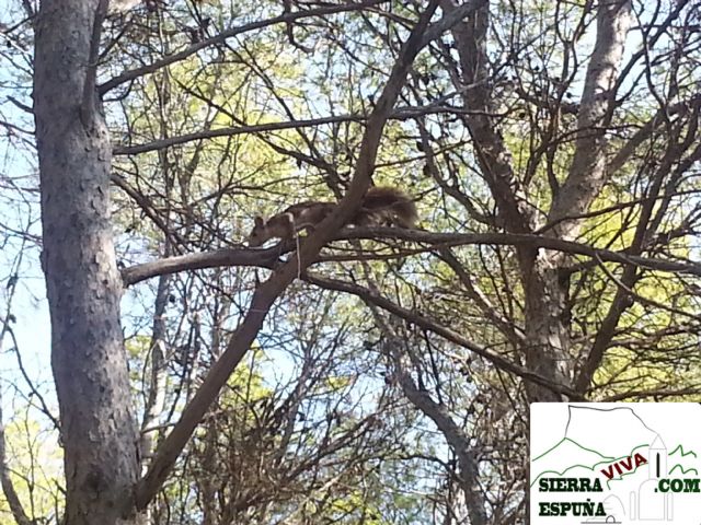 vídeo de ardillas en sierra espuña - 1