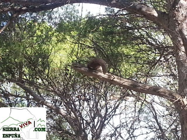 vídeo de ardillas en sierra espuña - 2