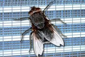 MATA INSECTOS ELÉCTRICOS Y REPUESTOS MATA INSECTOS ELÉCTRICOS Y REPUESTOS